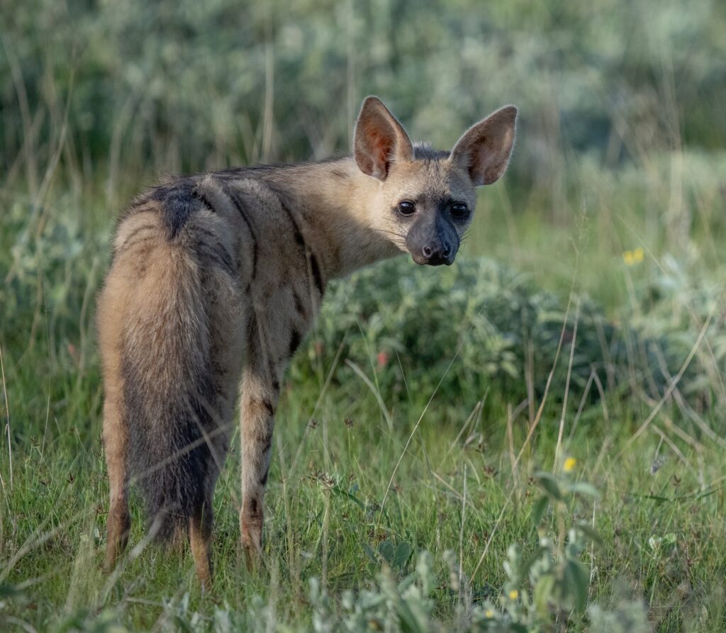 Aardwolf