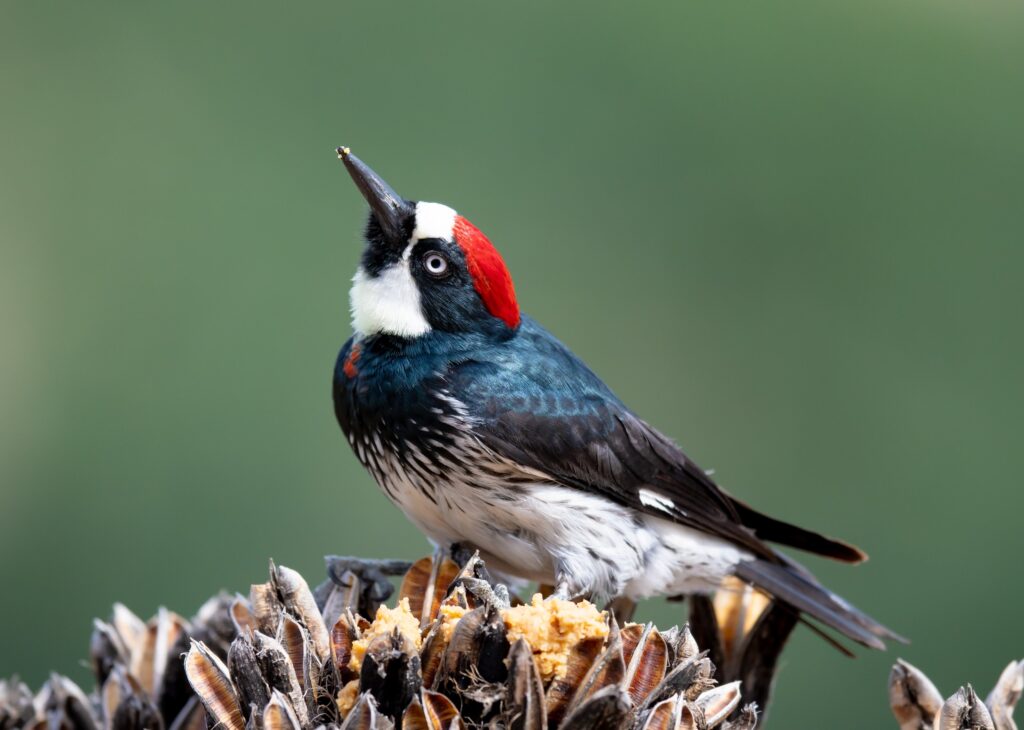 Acorn woodpecker Arizona