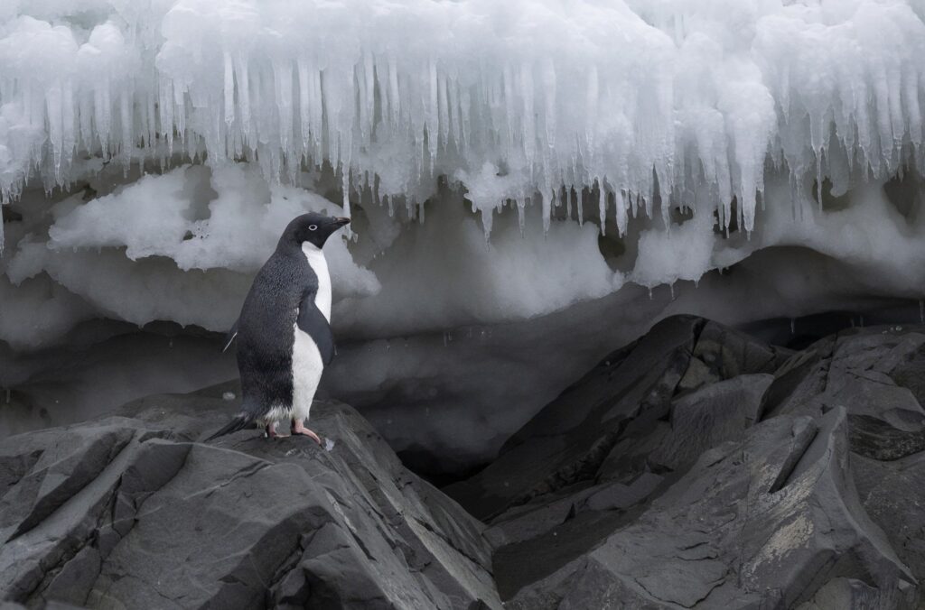 Adelie penguin Antarctica