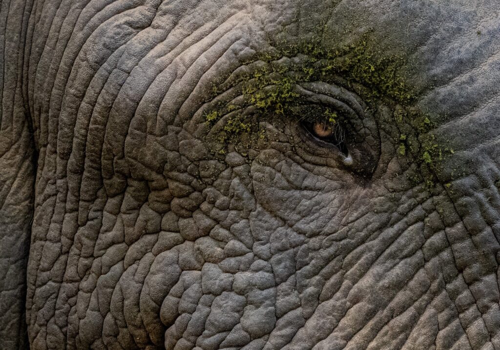 African bush elephant Ghana