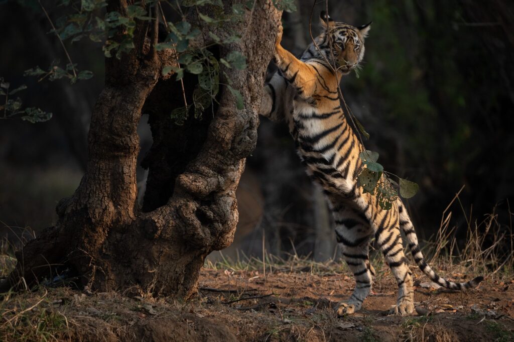 Bengal tiger India