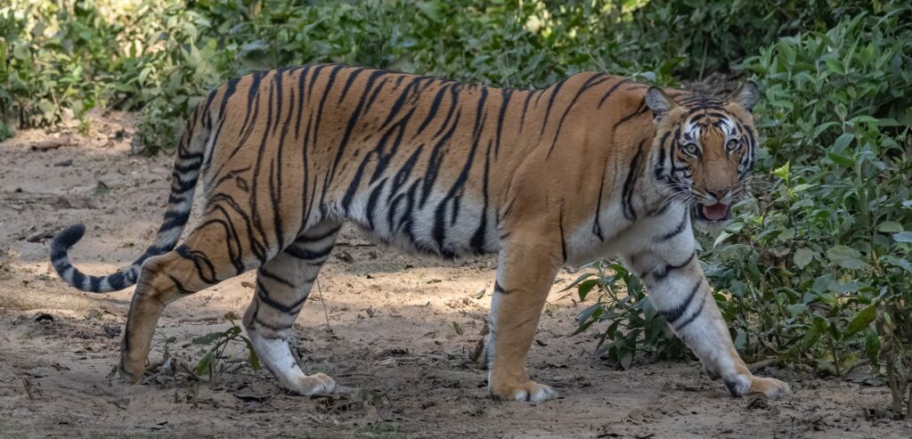 Bengal tiger India