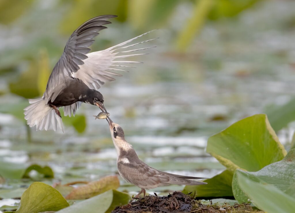 Black tern Wisconsin