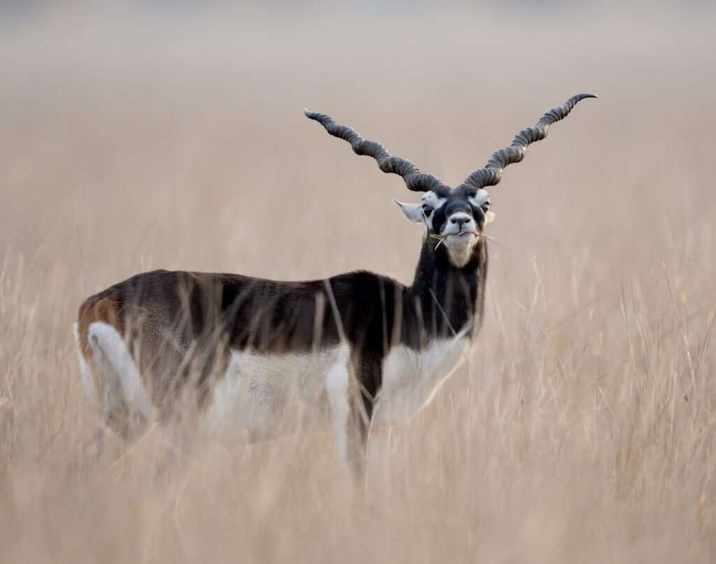 Blackbuck India