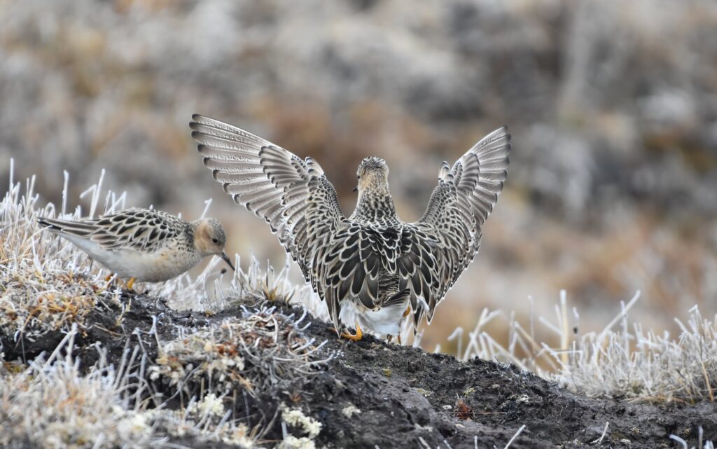 Buff breasted sandpiper Alaska