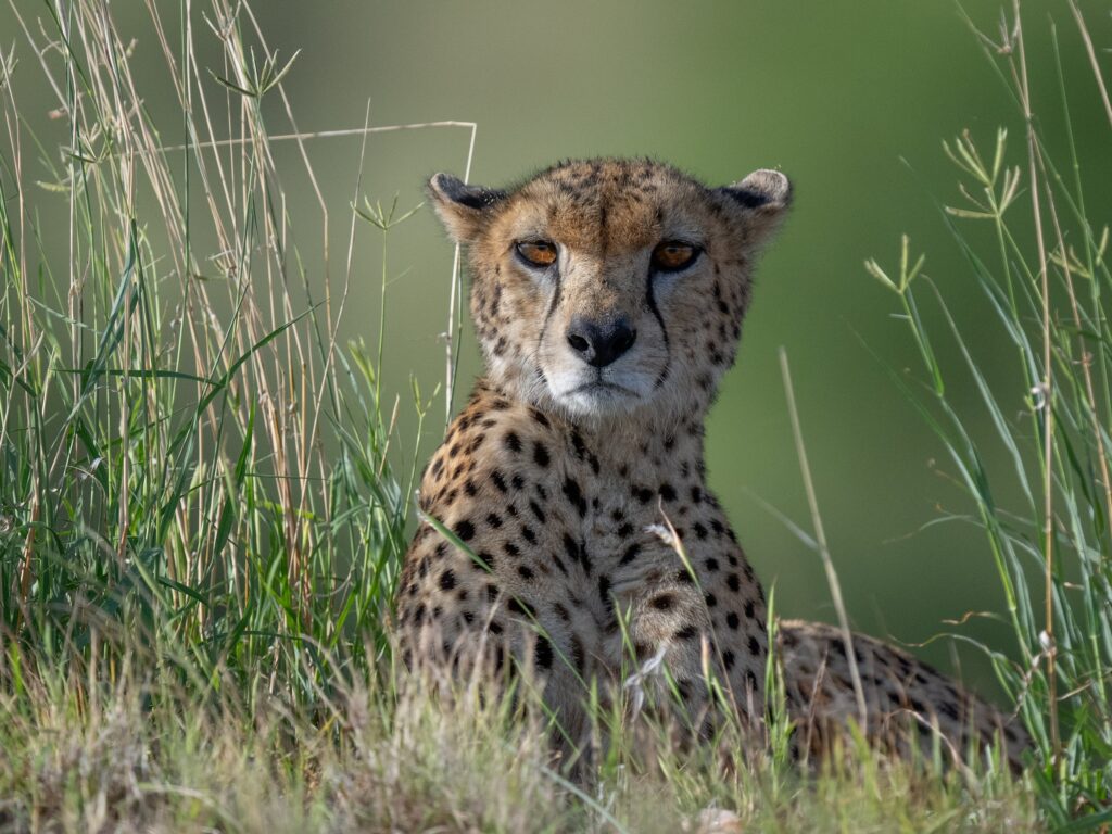Cheetah Kenya