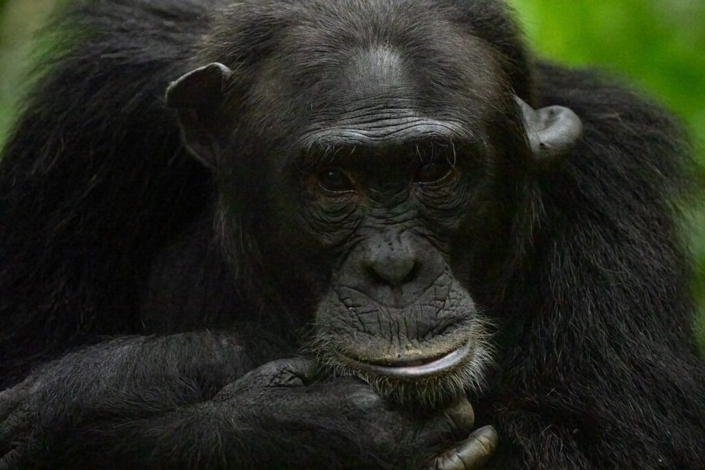 Chimpanzee Uganda