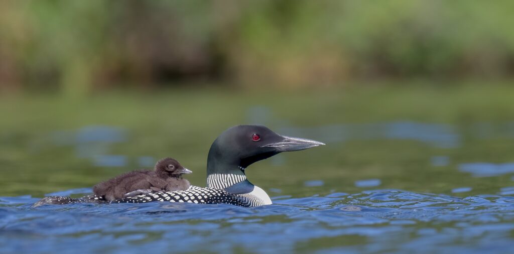 Common loon New Hampshire