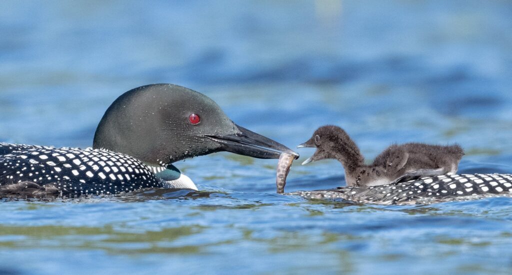 Common loon New Hampshire