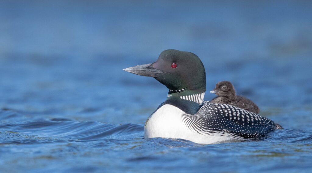 Common loon New Hampshire