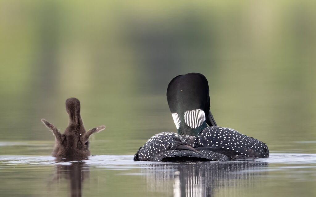 Common loon New Hampshire