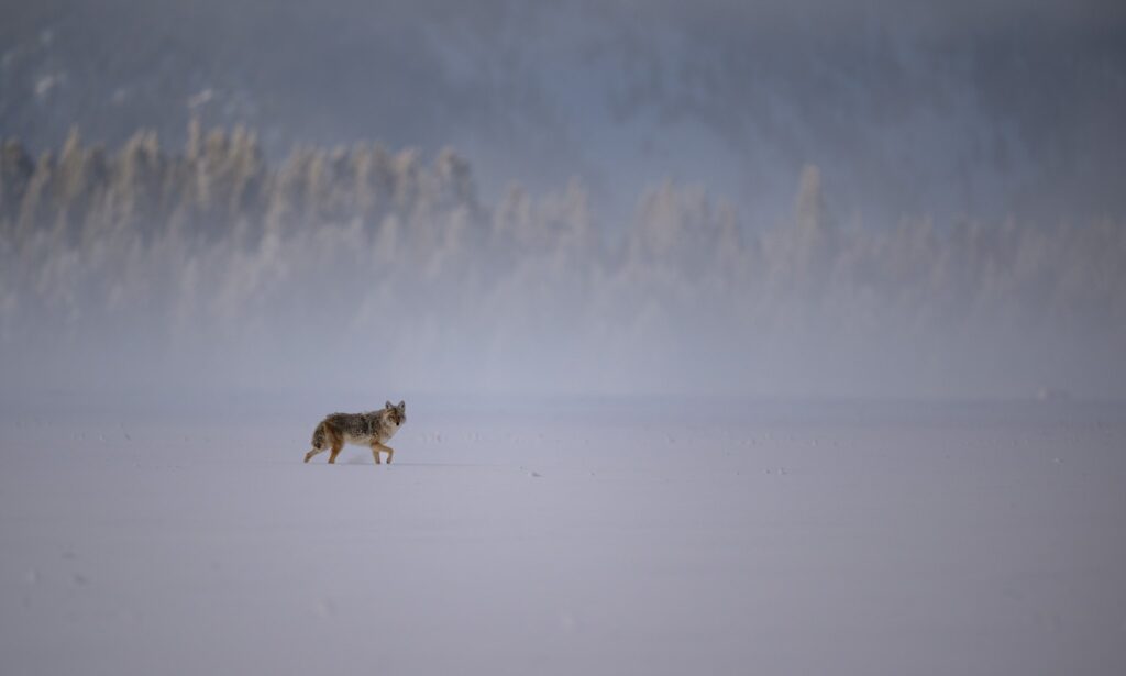 Coyote Yellowstone
