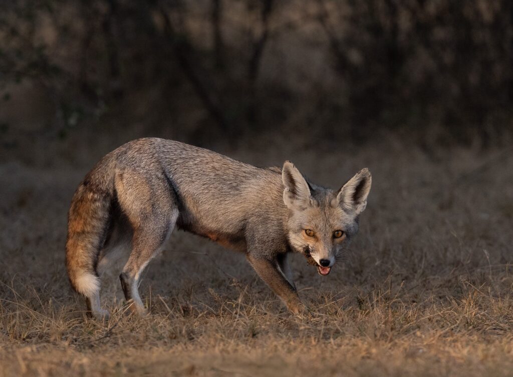 Desert Fox