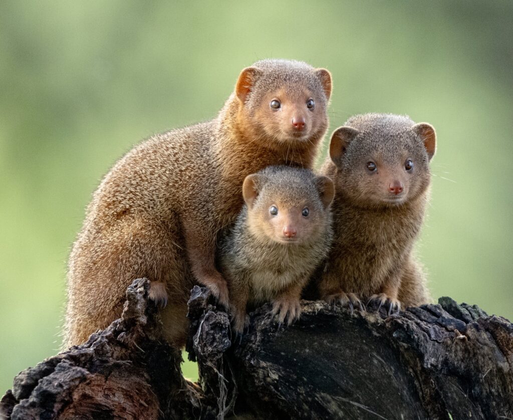 Dwarf Mongoose
