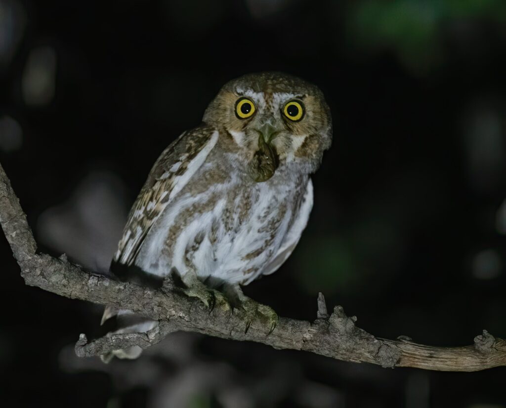 Elf owl Arizona