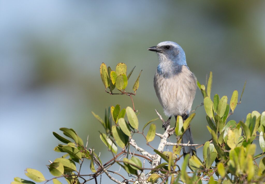Florida scrub jay Florida