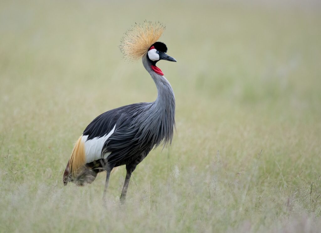 Gray Crowned-Crane