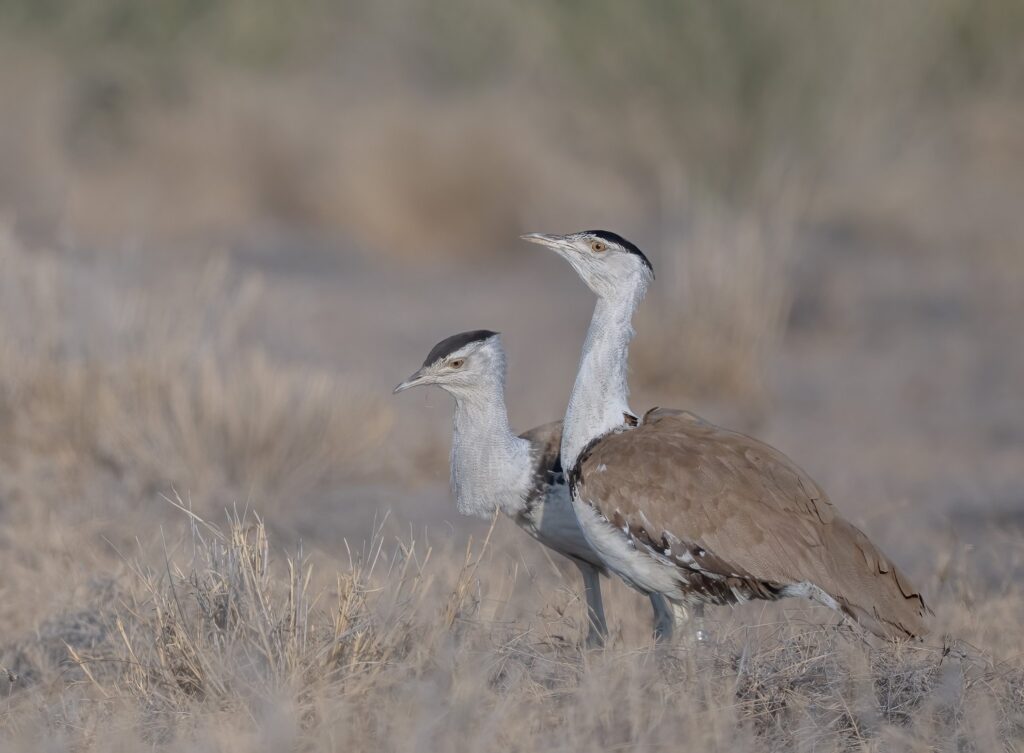 Great Indian Bustard