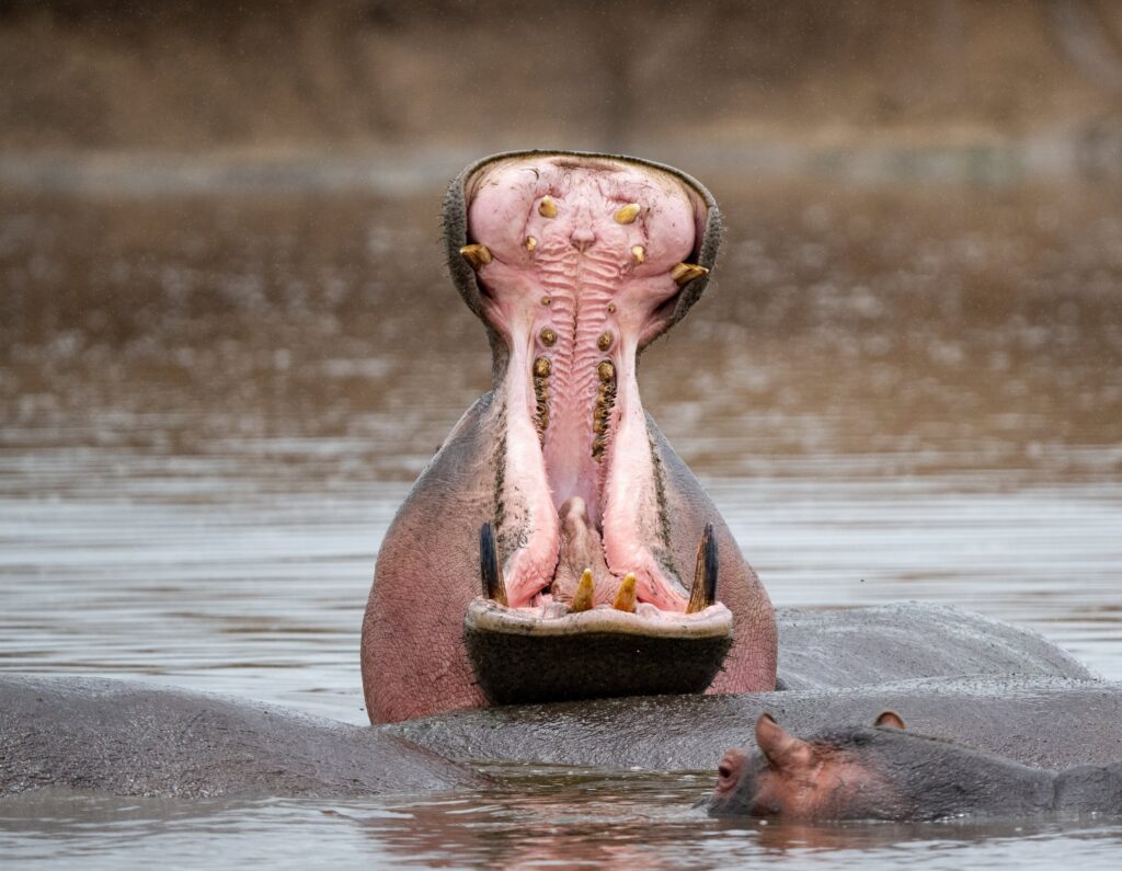 Hippopotamus Tanzania