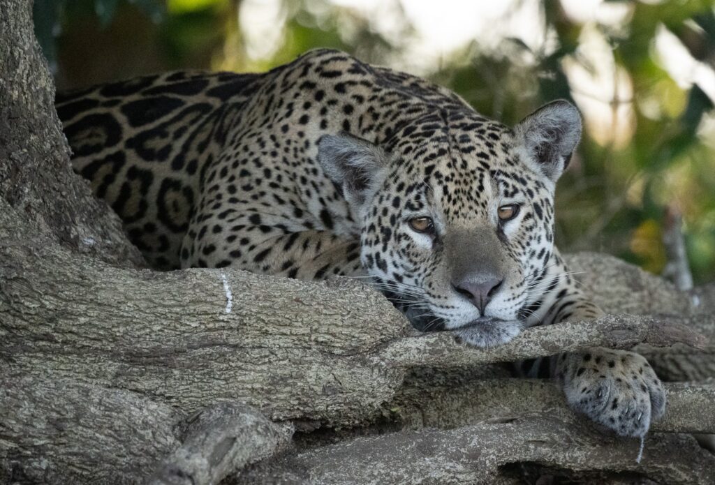 Jaguar Brazil