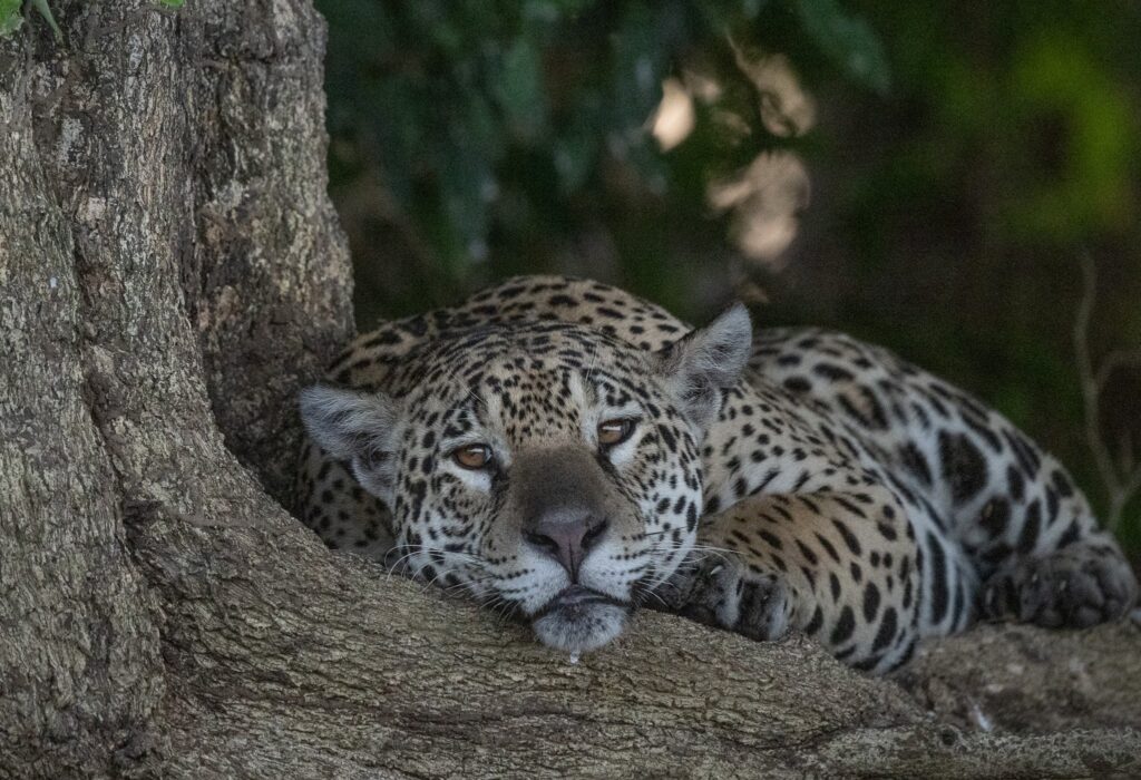 Jaguar Brazil