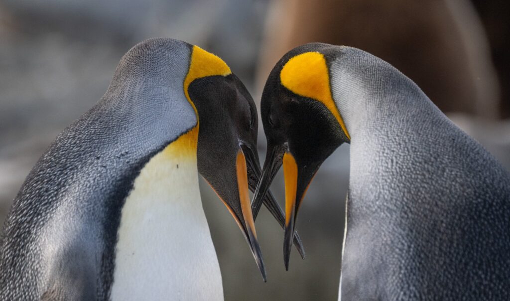King penguin South Georgia