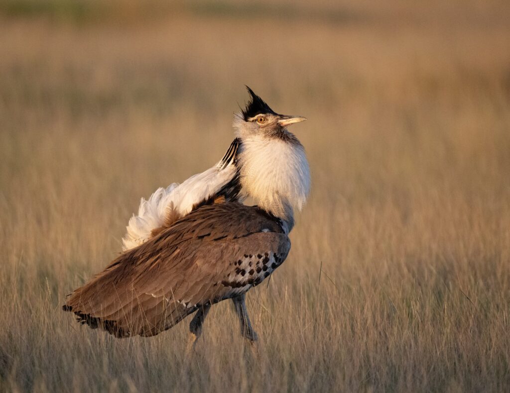 Kori Bustard