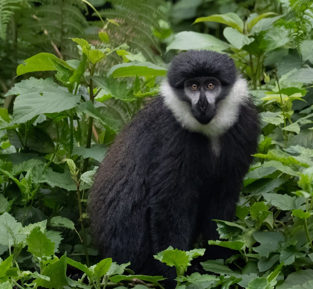 L'hoest's monkey