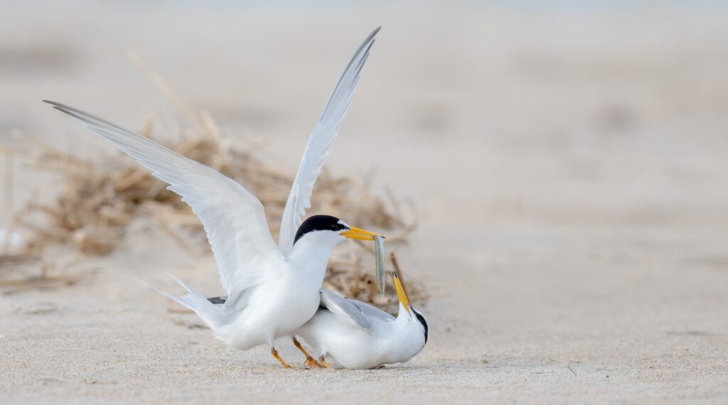 Least tern Massachusetts