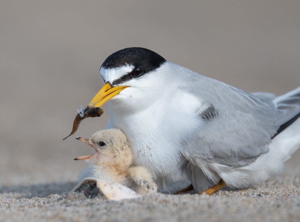 Least tern Massachusetts