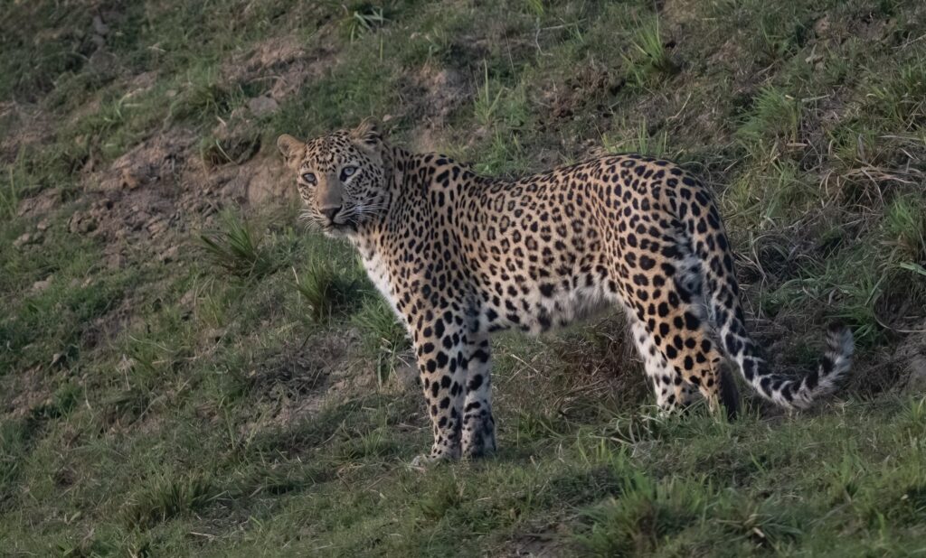 Leopard India