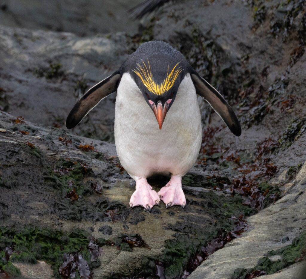 Macaroni Penguin