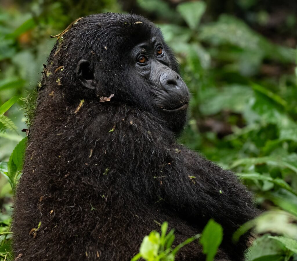 Mountain gorilla Uganda