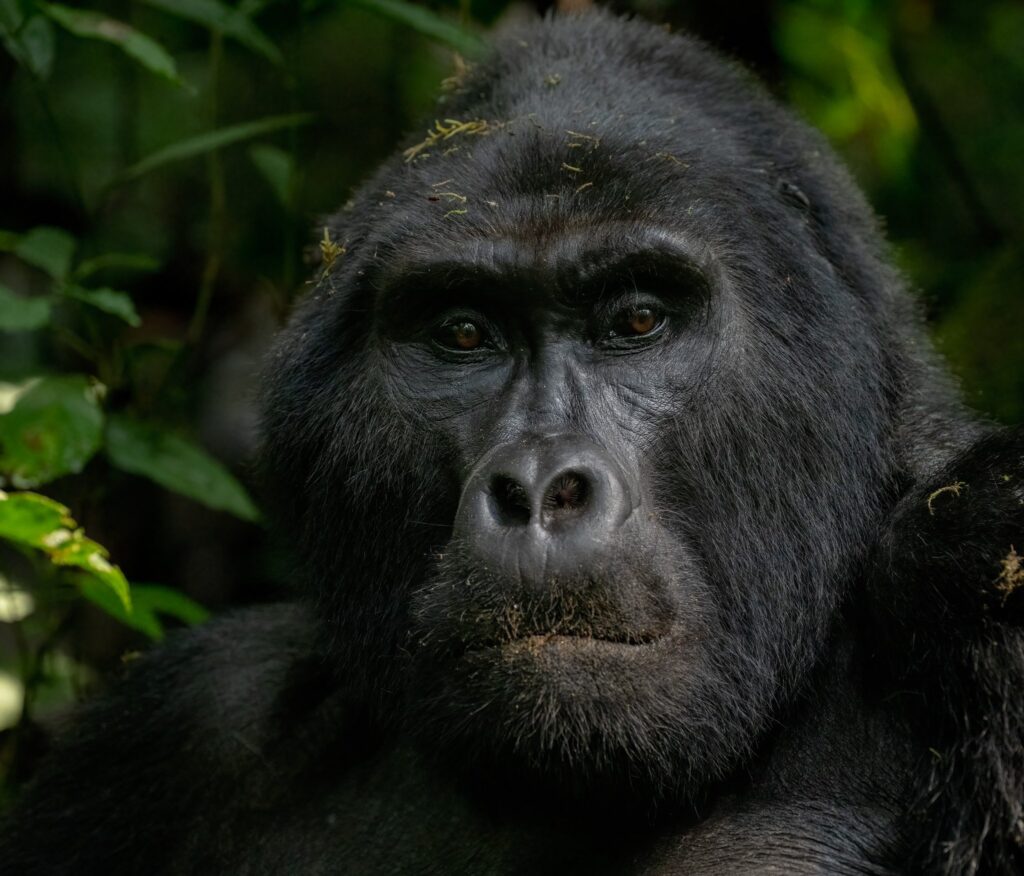Mountain gorilla Uganda