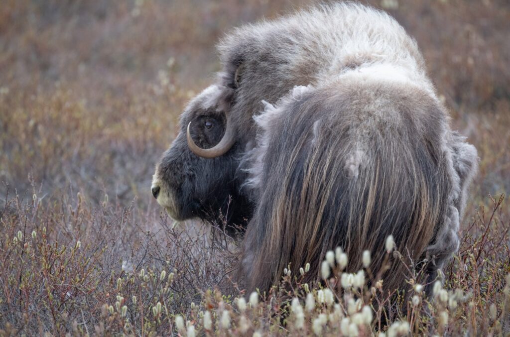 Muskox Alaska