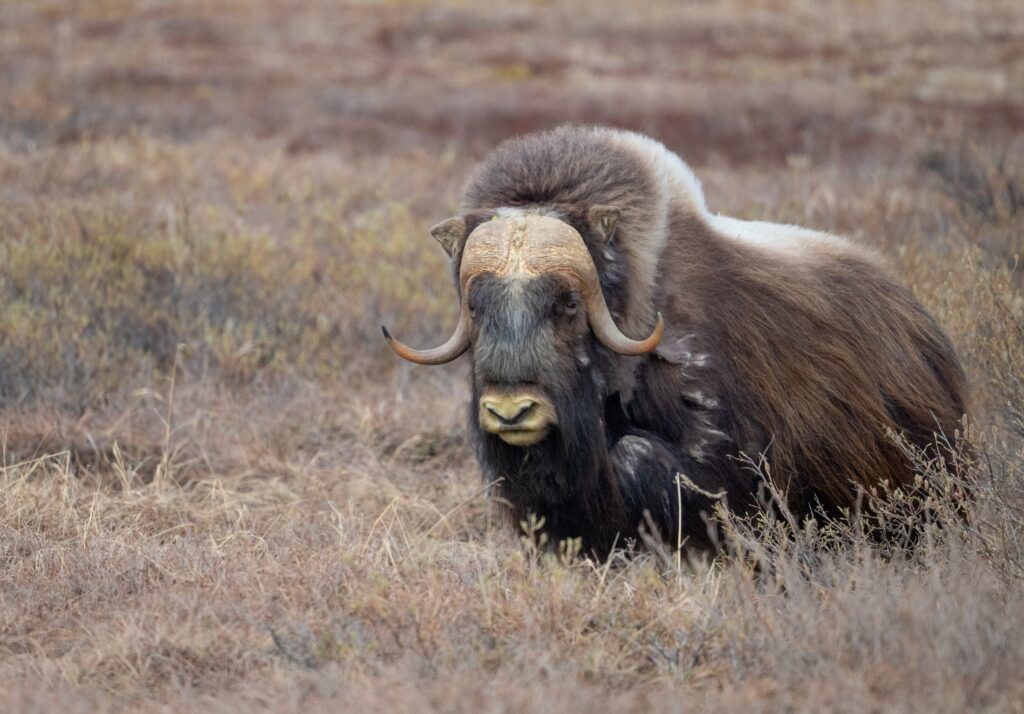 Muskox Alaska