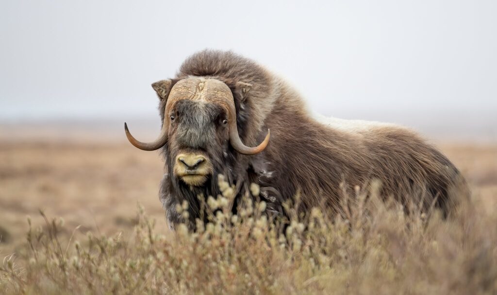 Muskox Alaska