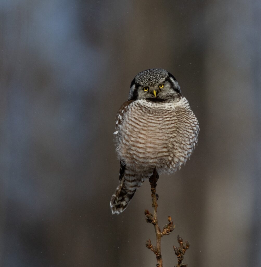 Northern hawk owl Alaska