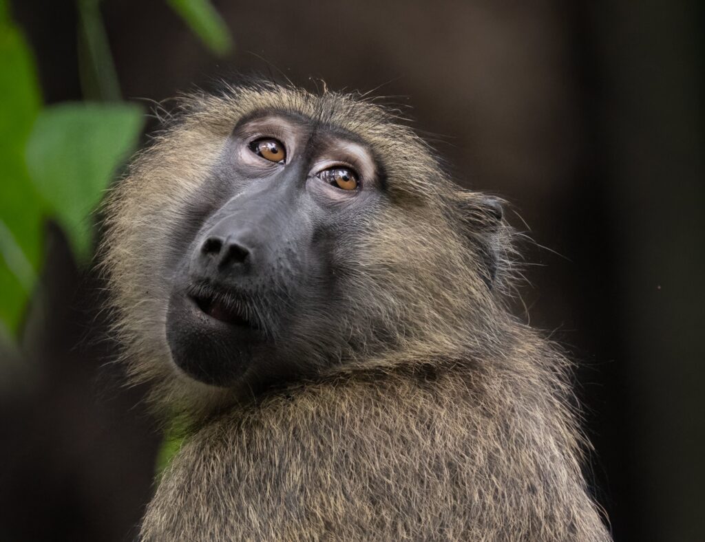 Olive Baboon