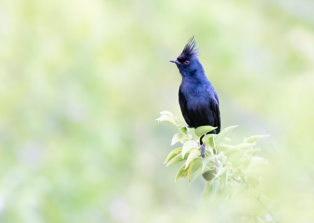 Phainopepla Arizona