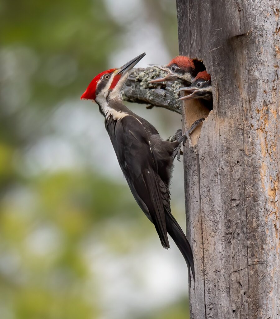 Pileated woodpecker New Hampshire