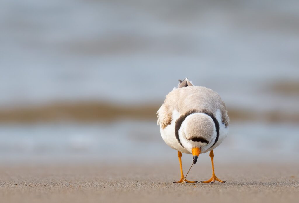 Piping plover Massachusetts