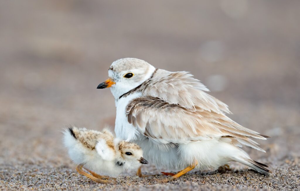Piping plover Massachusetts