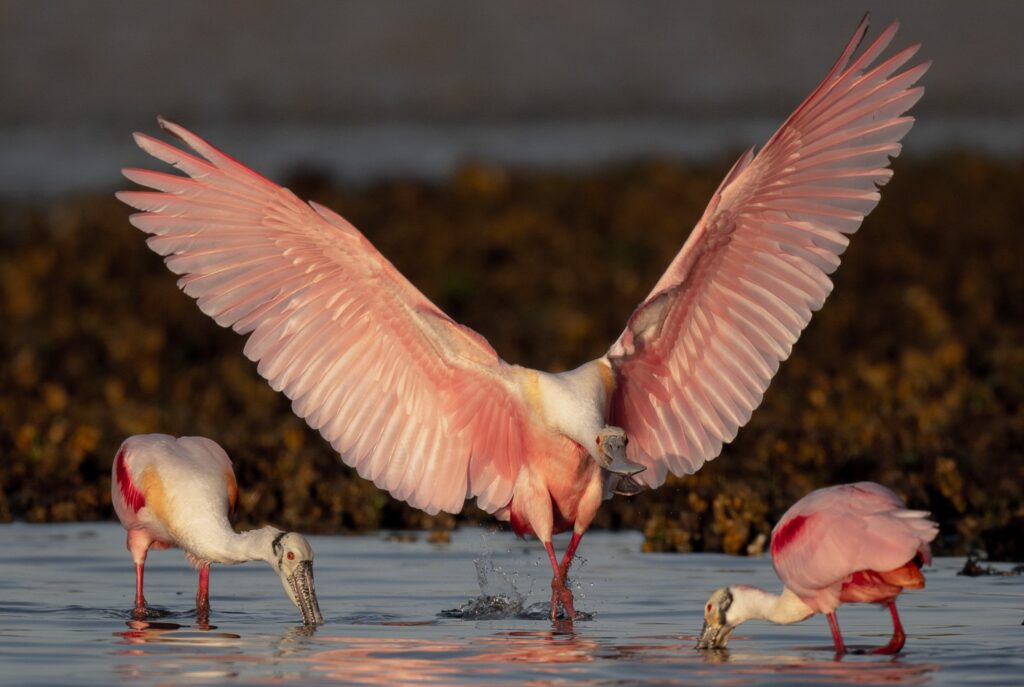 Roseate spoonbill Florida