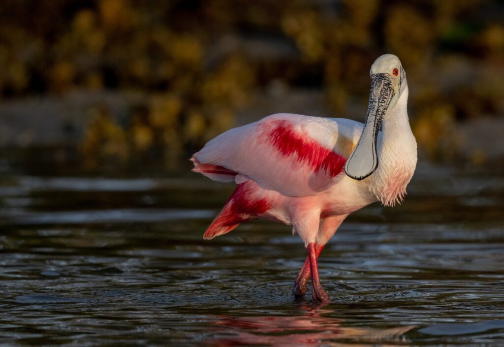 Roseate spoonbill Florida