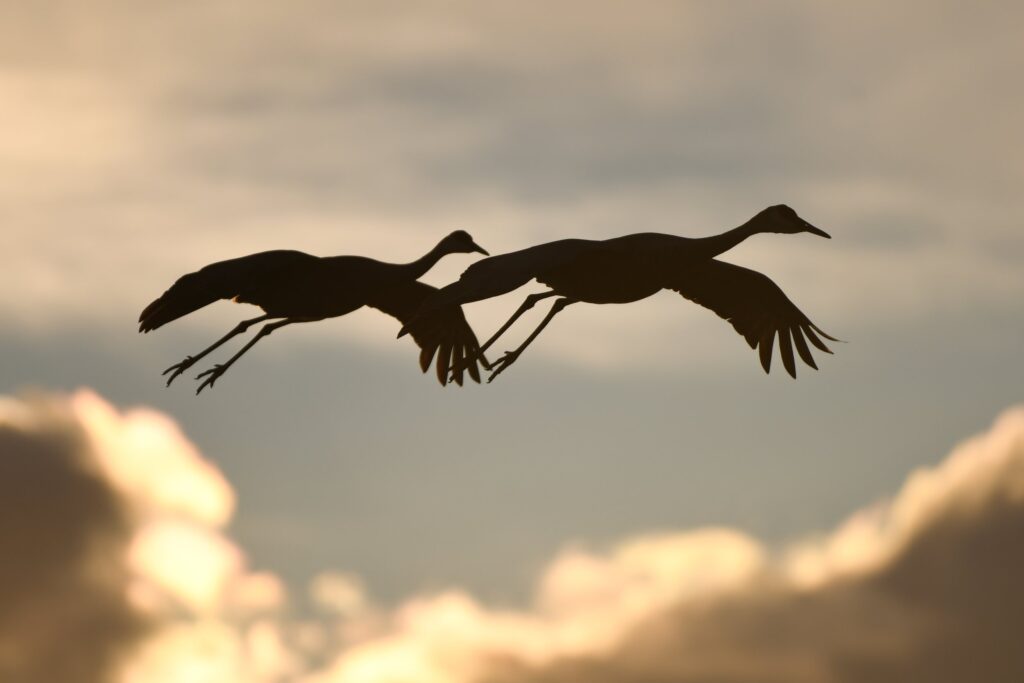 Sandhill cranes New Mexico