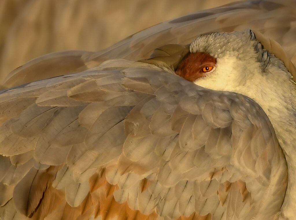 Sandhill cranes New Mexico