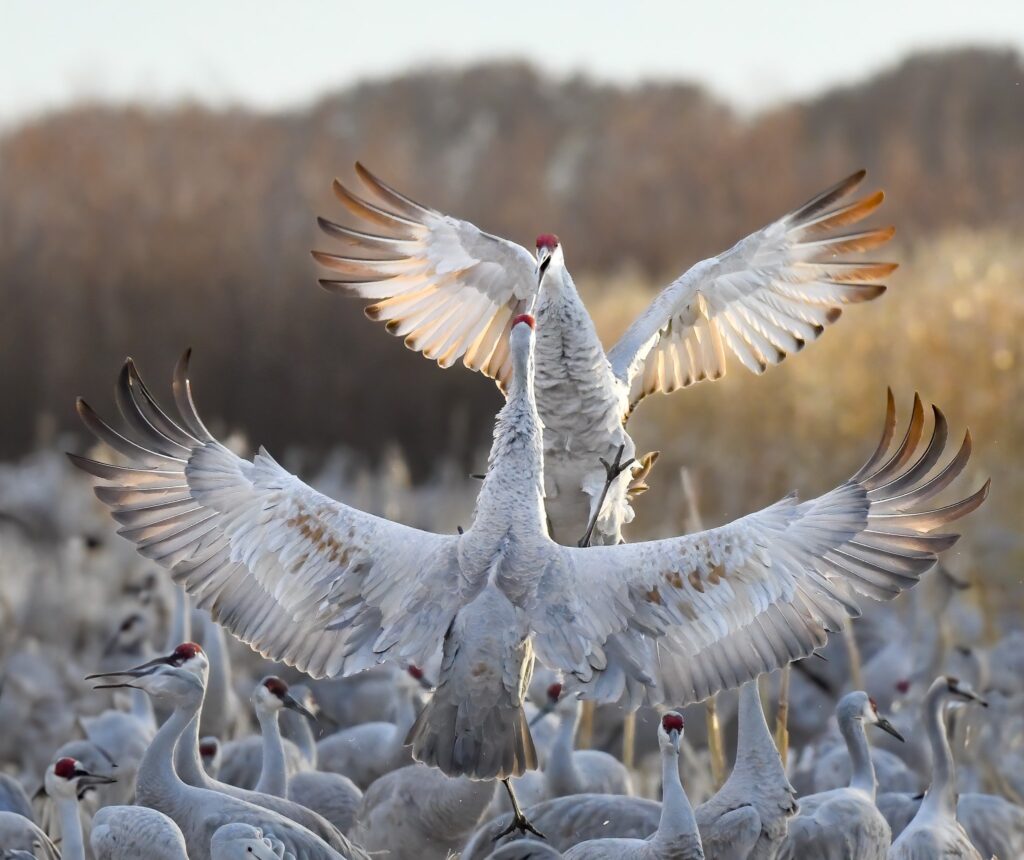 Sandhill cranes New Mexico