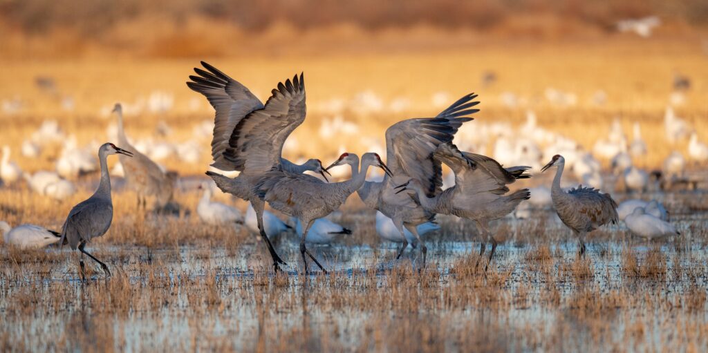 Sandhill cranes New Mexico