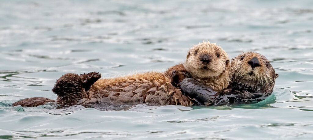 Sea otter Alaska